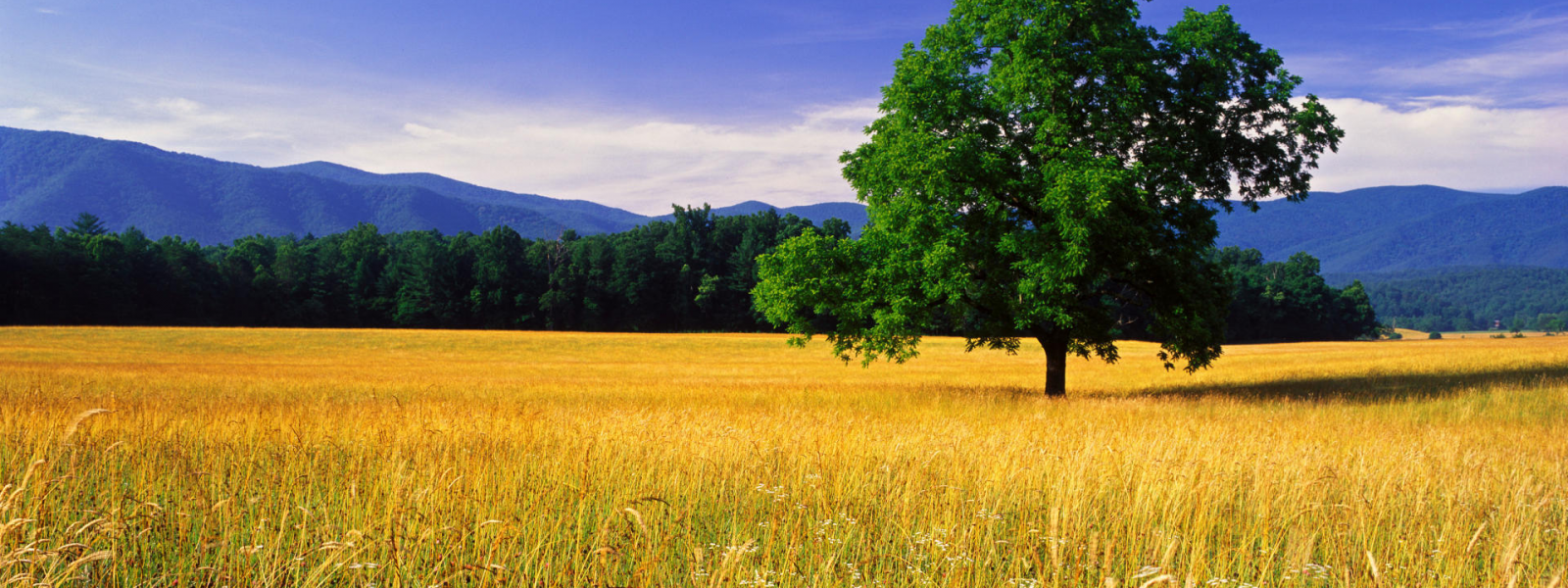 landscape-with-tree.png