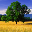 landscape-with-tree-partial.png